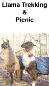 Llama Trek and Picnic Brochure