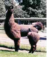 Peruvian Cantuta