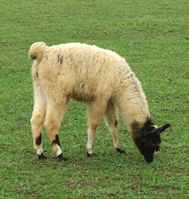 FGL Bolivian Miss Merry Mac (F) 