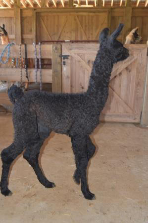 4L&M Pandemonium's Mingo