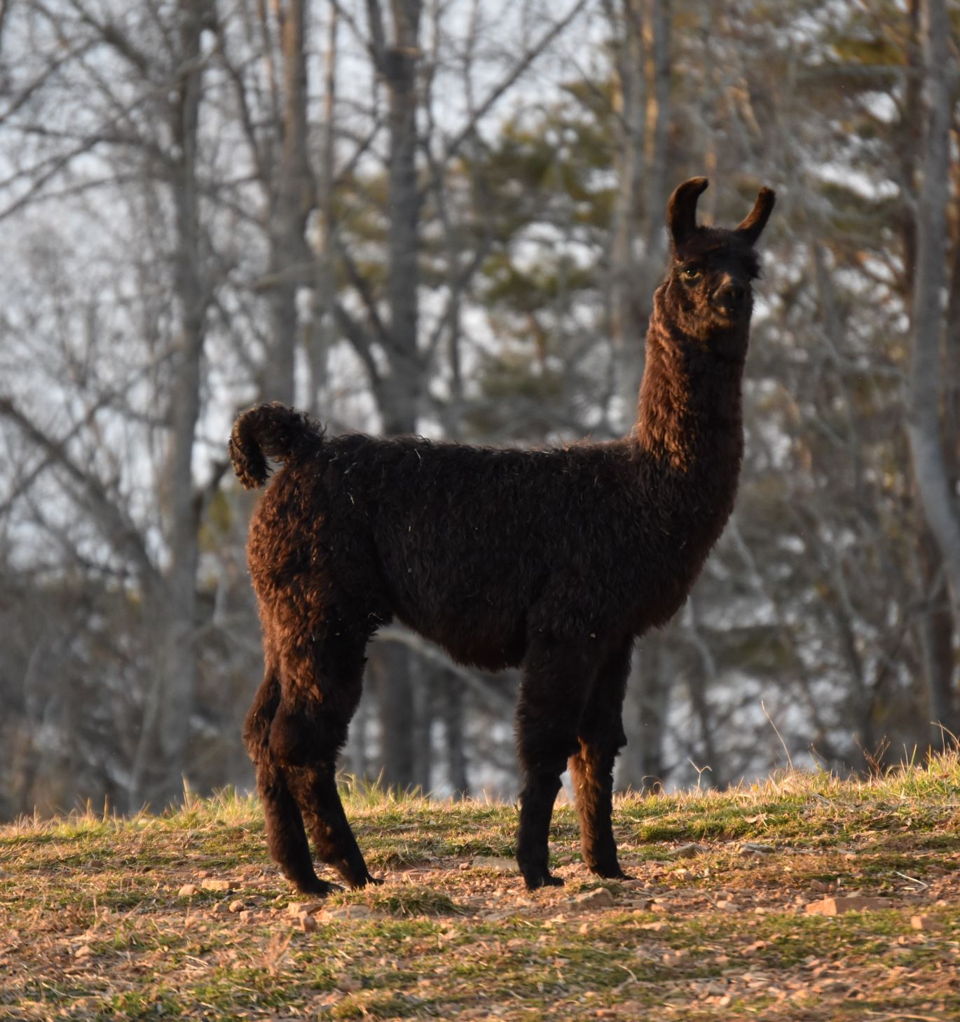 4L&M Merlot's Coal Miners Daughter (F) 2020