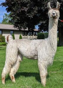 PVL Dixie's Delight (F) 2018