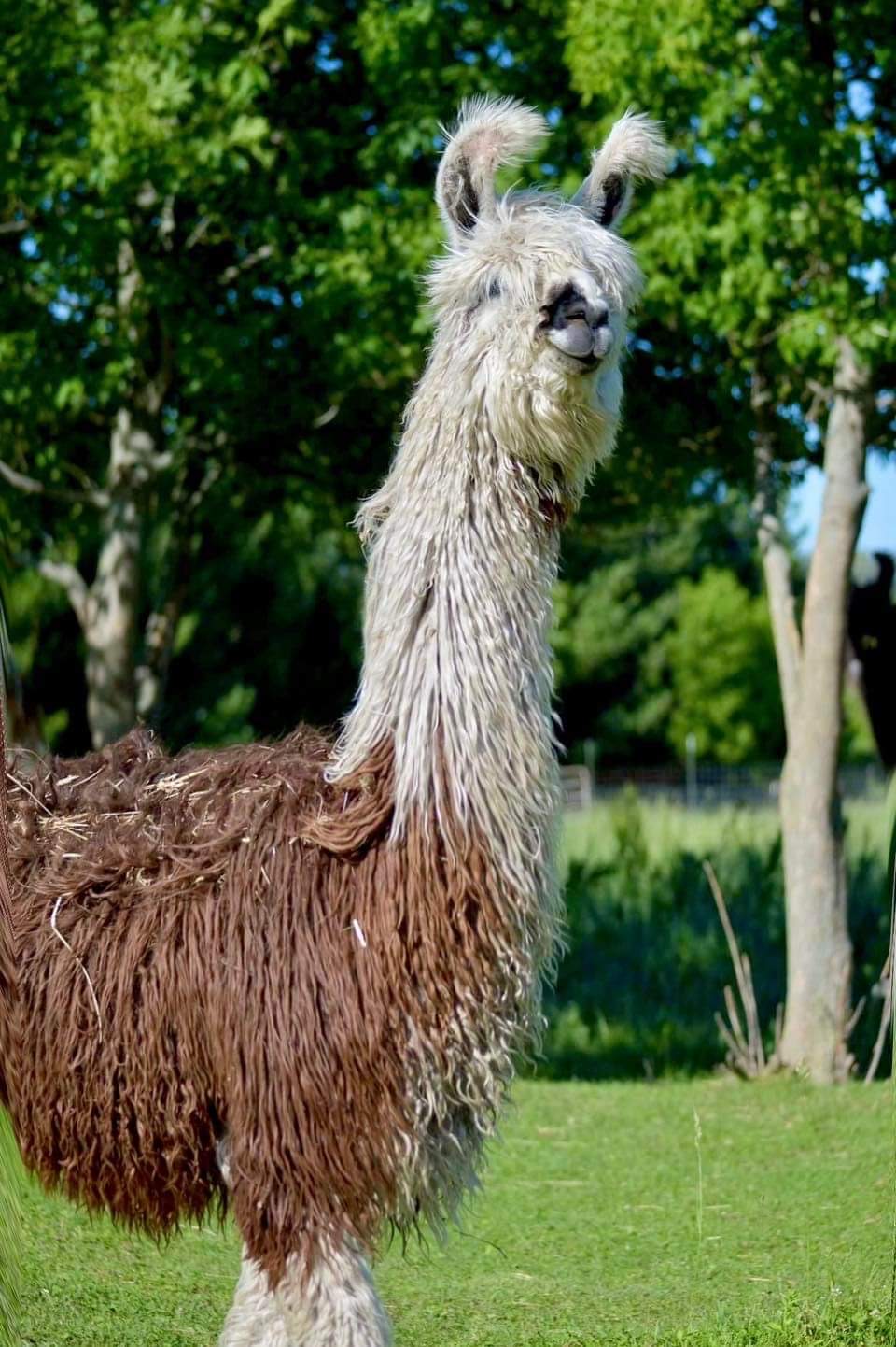 Llegendary's Sweet Tea (F) 2022