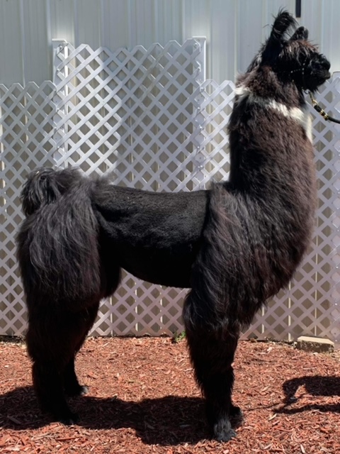 Dancer's Female Offspring