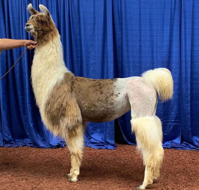 4L&M S'More's Rockette