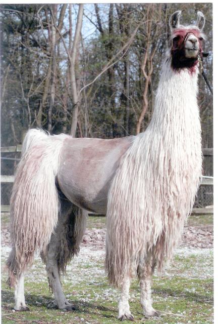 Peruvian Killian Red