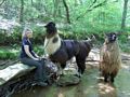 llama trek