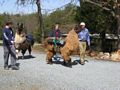 llama trek