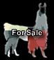 Llamas For Sale